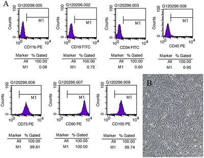 Danhong Injection Enhances the Therapeutic Efficacy of Mesenchymal Stem Cells in Myocardial Infarction by Promoting Angiogenesis